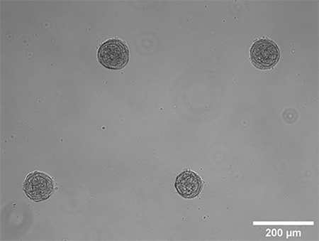 S_83XXX_Slide_microPattern_cells05.jpg