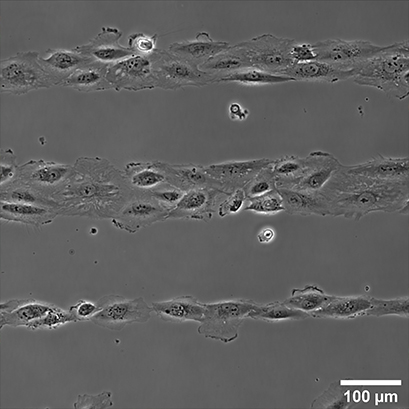 S_83XXX_Slide_Test_Pattern_cells04.jpg