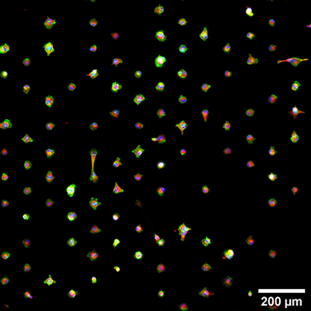 S_83XXX_Slide_microPattern_cells03.jpg